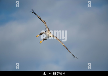 Seeadler (Haliaeetus Horste), fliegen, Feldberger Seenplatte, Mecklenburg-Western Pomerania, Deutschland, Europa Stockfoto