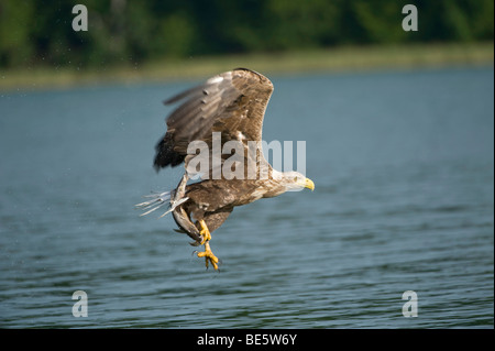 Seeadler (Haliaeetus Horste) mit Fisch, Feldberger Seenplatte, Mecklenburg-Western Pomerania, Deutschland, Europa Stockfoto