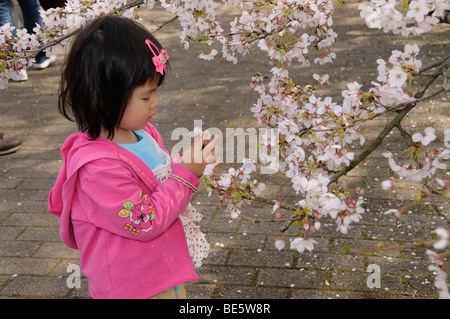 Kleines Mädchen bestaunen Kirschblüte das berühmte Kirschblüte Festival in den Botanischen Garten, Kyoto, Japan, Asien Stockfoto