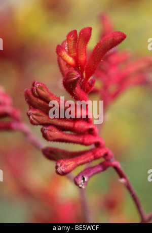 Kangaroo Paws, Anigozanthos SP., Haemodoraceae, Westaustralien. Känguru-Pfoten sind durch Vögel bestäubt. Stockfoto