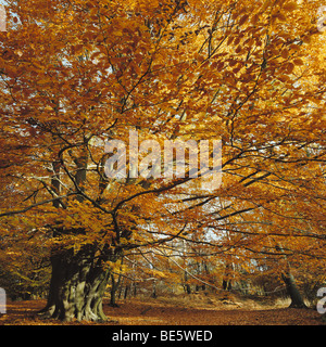 Herbst Buche im Epping Forest, England, UK, GB Stockfoto