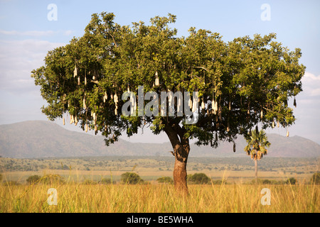 Wurst-Baum (Kigelia Africana) im Kidepo Valley Nationalpark in Nord-Uganda. Stockfoto