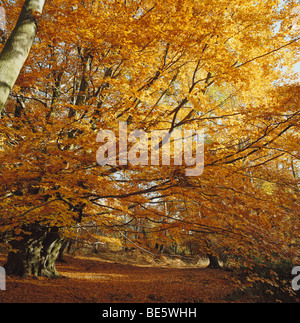 Epping Forest, Autumn Woodland, Essex, Großbritannien, Herbst Stockfoto