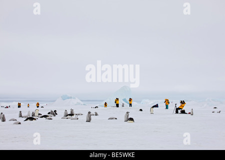 Antarktis verschneiten bewölkten Tag am Eiskappe Menschen zusammen mit Kaiser-Pinguin-Kolonie, flauschige Baby-Pinguine Stockfoto