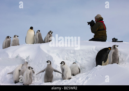 Flauschige niedlichen Baby Kaiserpinguine Line up, Aufsicht durch Erwachsene, für Naturfotograf zu stellen, arbeiten mit Kamera Snow Hill in der Antarktis Stockfoto