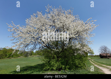 Blühenden Kirschbaum, Nationalpark Thayatal, Waldviertel Bereich, senken Sie, Austria, Österreich, Europa Stockfoto