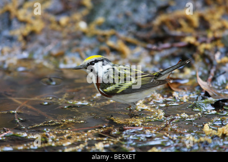 Kastanien-seitig Warbler (Dendroica Pensylvanica), Frühjahr männliche in perfekter Zucht Gefieder zu Baden Stockfoto