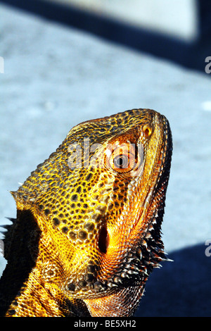 Austrailian Bearded Dragons-Pogona Vitticeps Familie Agamidae Stockfoto