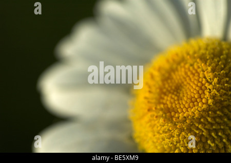 Oxeye Daisy Leucanthemum Vulgare Stodmarsh Kent Nahaufnahme von Röschen gelbe Blütenblätter weiß soft-Fokus Stockfoto