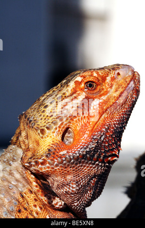 Austrailian Bearded Dragons-Pogona Vitticeps Familie Agamidae Stockfoto