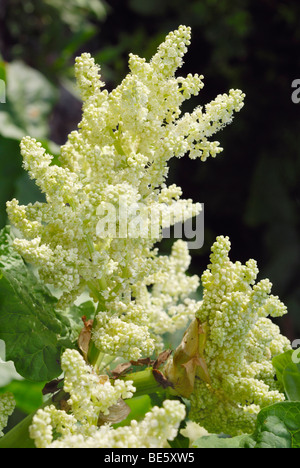 Weiße Blumen Rhabarber (Rheum Rhabarbarum) Stockfoto