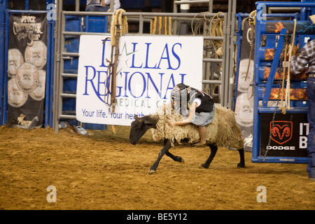 Hammel Zerschlagung Cowgirl Reiten ein Schaf an der Mesquite Championship Rodeo, Texas Stockfoto