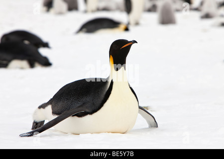 Nach Antarktis Kaiserpinguine gleiten auf Magen rodeln auf Schnee und Eis in der Nähe nach oben Profil Leerzeichen Stockfoto