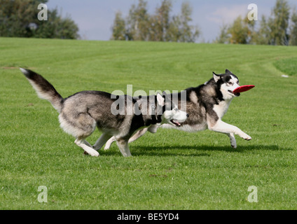 2 sibirische Huskys über eine Wiese laufen und spielen mit einer Frisbee-Scheibe Stockfoto