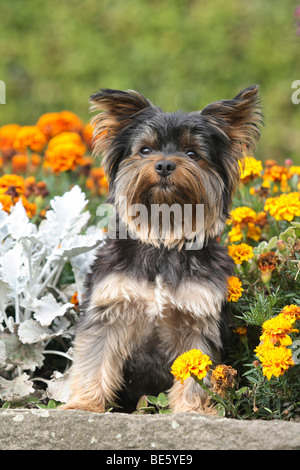 Yorkshire-Terrier sitzen zwischen Blumen an der Wand Stockfoto
