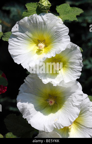 Weiß gemeinsame Stockrose (Alcea Rosea) (Althaia Rosea) Stockfoto