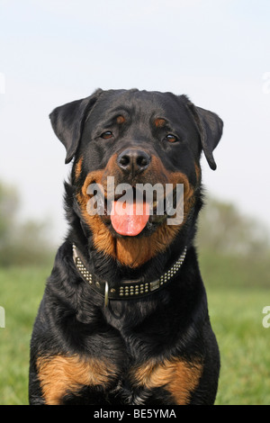 Rottweiler, Porträt Stockfoto