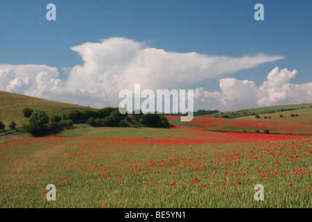 Rote Mohnblumen in der Southdowns Bereich Brighton, UK Stockfoto