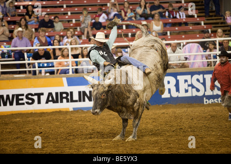 Rodeo Cowboy Bullenreiten beim Mesquite Championship Rodeo, Mesquite, Texas, USA Stockfoto