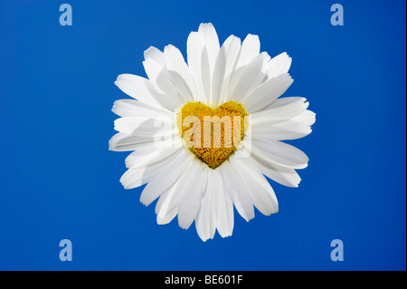 Margerite (Leucanthemum), herzförmige Blüte Stockfoto