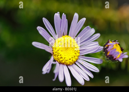 Blaue Blume gelb Zentrum Wild Aster Felicia aethiopica Stockfoto