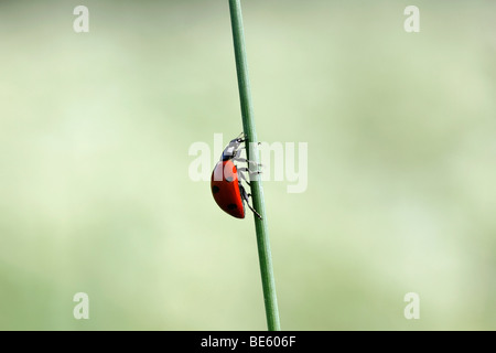 Marienkäfer (Coccinellidae) klettern auf einem Grashalm Stockfoto