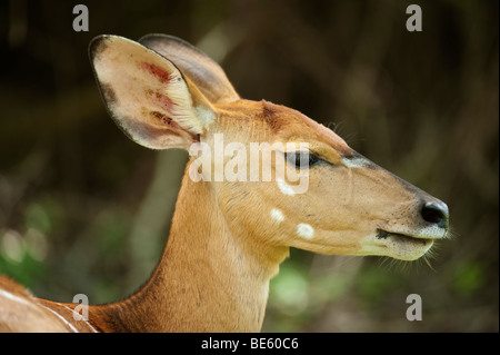 Nyala (Tragelaphus Angasi), Sabi Sands, Greater Kruger National Park, Südafrika Stockfoto