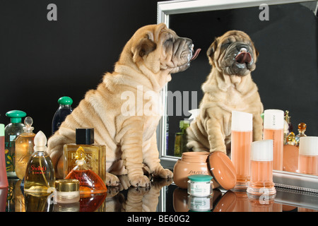 Shar-Pei Hund - Welpe sitzt vor einem Spiegel Stockfoto