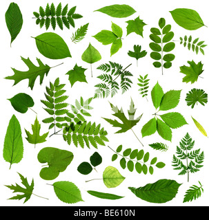 Grüne Blätter Stockfoto