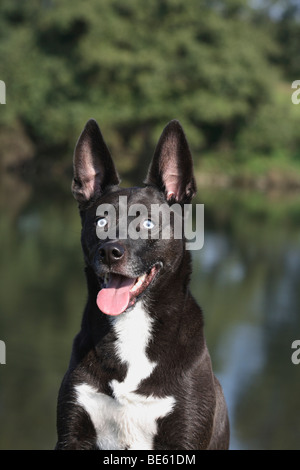 Sibirische Husky-Border Collie Hybrid, Porträt Stockfoto