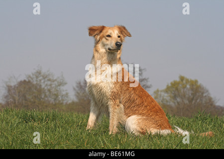 Collie-Husky Hybrid, sitzen auf einer Wiese Stockfoto