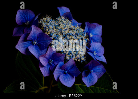 Blaue Hortensie Stockfoto
