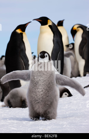 Kolonie der Kaiserpinguine auf Snow Hill Island in der Antarktis, flauschige baby Pinguin Flügel bis Pinguine an jedem anderen Hintergrund Stockfoto