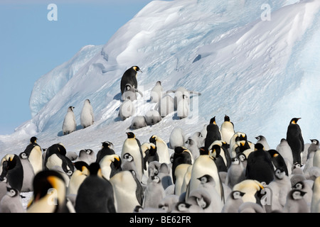 Lustige Gruppe von Kaiserpinguin-Küken in der Antarktis erfahren Sie auf einem großen blauen Eisberg zu klettern, während man surft auf den berg Stockfoto