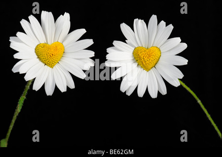 Margeriten (Leucanthemum) mit Scheibe Blumen in Herzform Stockfoto