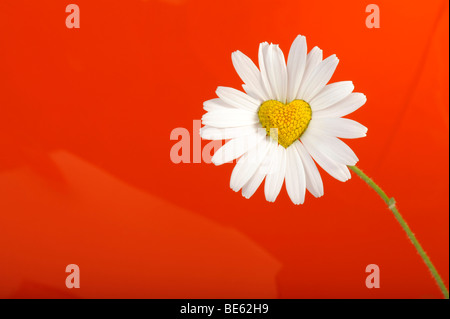 Daisy (Leucanthemum) mit Scheibe Blumen in Herzform Stockfoto