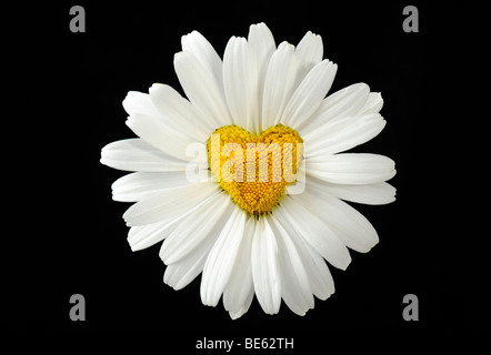 Margerite (Leucanthemum), herzförmige Blüte Stockfoto