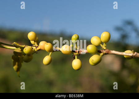 Kaffeebohnen wachsen auf eine Kaffeepflanze in Uganda. Stockfoto