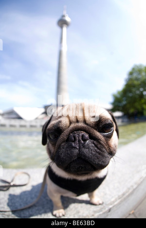 Ein junger Mops posiert auf den Brunnen der Freundschaft zwischen den Völkern vor dem Berliner Fernsehturm, fisheye Schuss, Berlin, Stockfoto