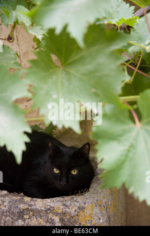 Katze, Provence, Frankreich, Europa Stockfoto