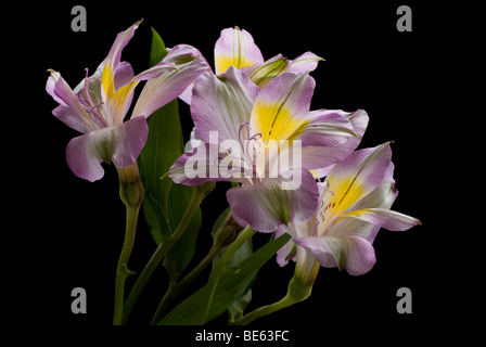 Lila Alstromerias Stockfoto