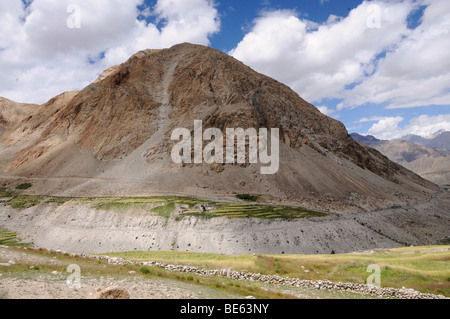 Oase am Nebenfluss des Flusses Shyok im Nubra Tal, Gerste angebauten auf rund 4000 m ü.m, Ladakh, Jammu ein Stockfoto