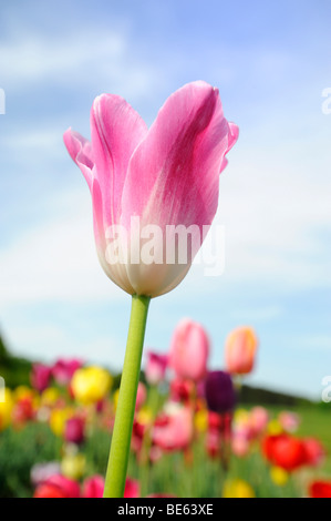 Tulpen auf einer Wiese in der Nähe von Ambach, Starnberger See, Upper Bavaria, Bayern, Deutschland, Europa Stockfoto