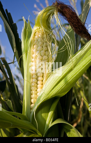 Mais (Zea Mays) Stockfoto