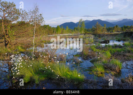 Feuchtgebiete, Renaturierung von Moor mit Blumen von Hares-Tail Wollgras, Grasbüschel Wollgras oder ummantelt Cottonsedge (Eriophor Stockfoto