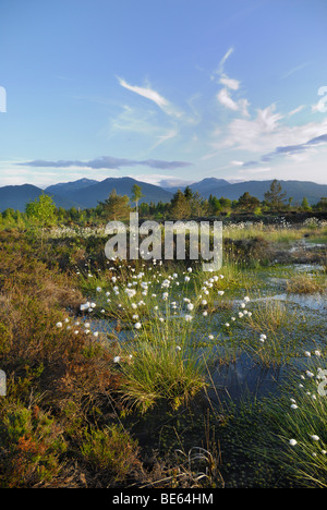 Feuchtgebiete, Renaturierung von Moor mit Blumen von Hares-Tail Wollgras, Grasbüschel Wollgras oder ummantelt Cottonsedge (Eriophor Stockfoto