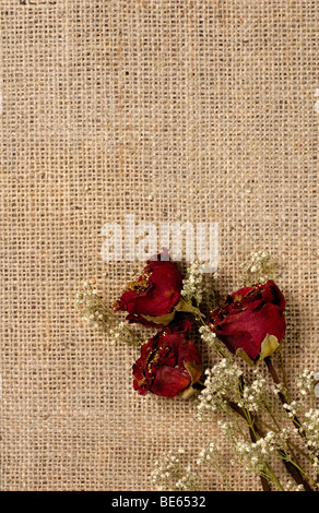 Drei rote verwelkten Rosen auf Sackleinen Hintergrund Stockfoto