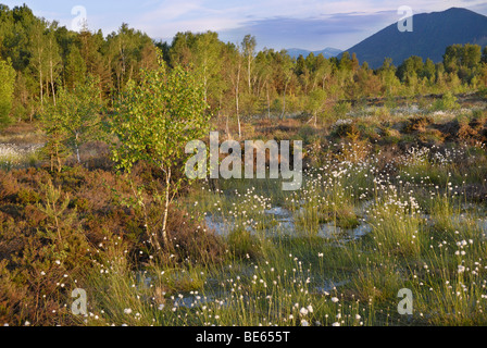 Feuchtgebiete, Renaturierung von Moor mit Blumen von Hares-Tail Wollgras, Grasbüschel Wollgras oder ummantelt Cottonsedge (Eriophor Stockfoto