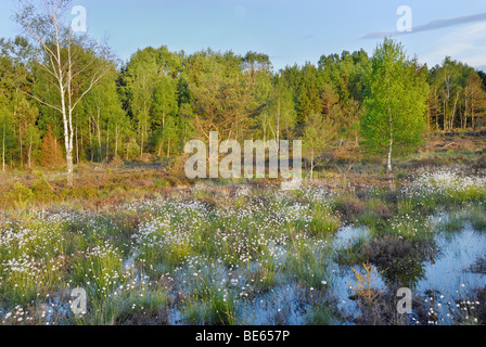 Feuchtgebiete, Renaturierung von Moor mit Blumen von Hares-Tail Wollgras, Grasbüschel Wollgras oder ummantelt Cottonsedge (Eriophor Stockfoto