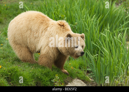 Europäischer Braunbär (Ursus Arctos) stehen am Rand Wassers. Stockfoto